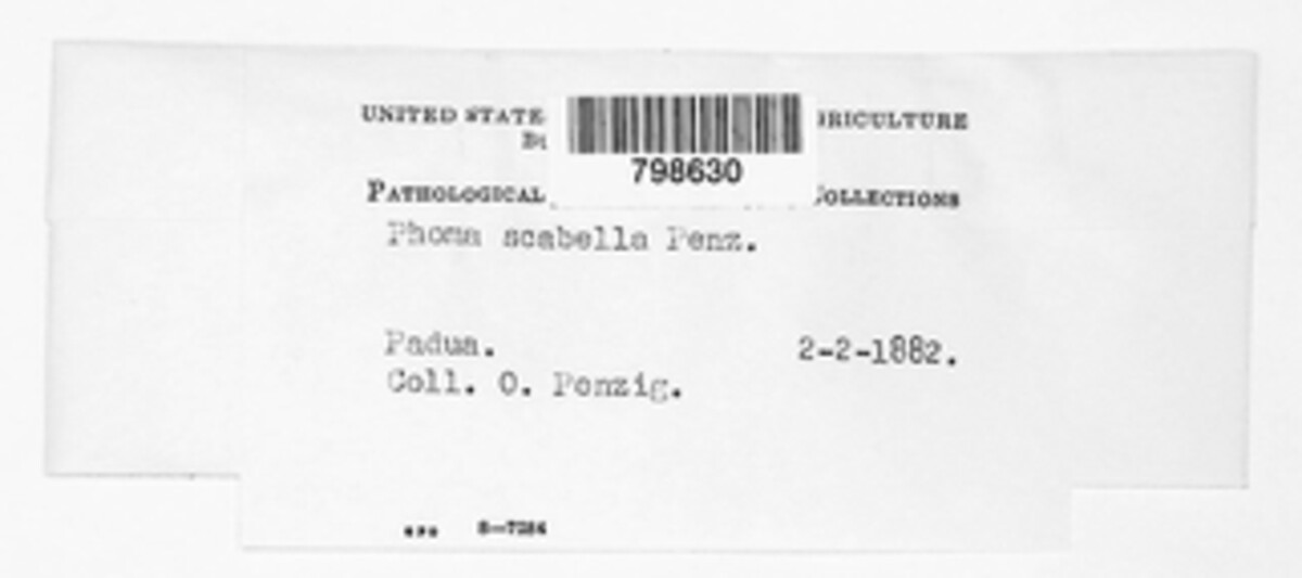 Phoma scabella image